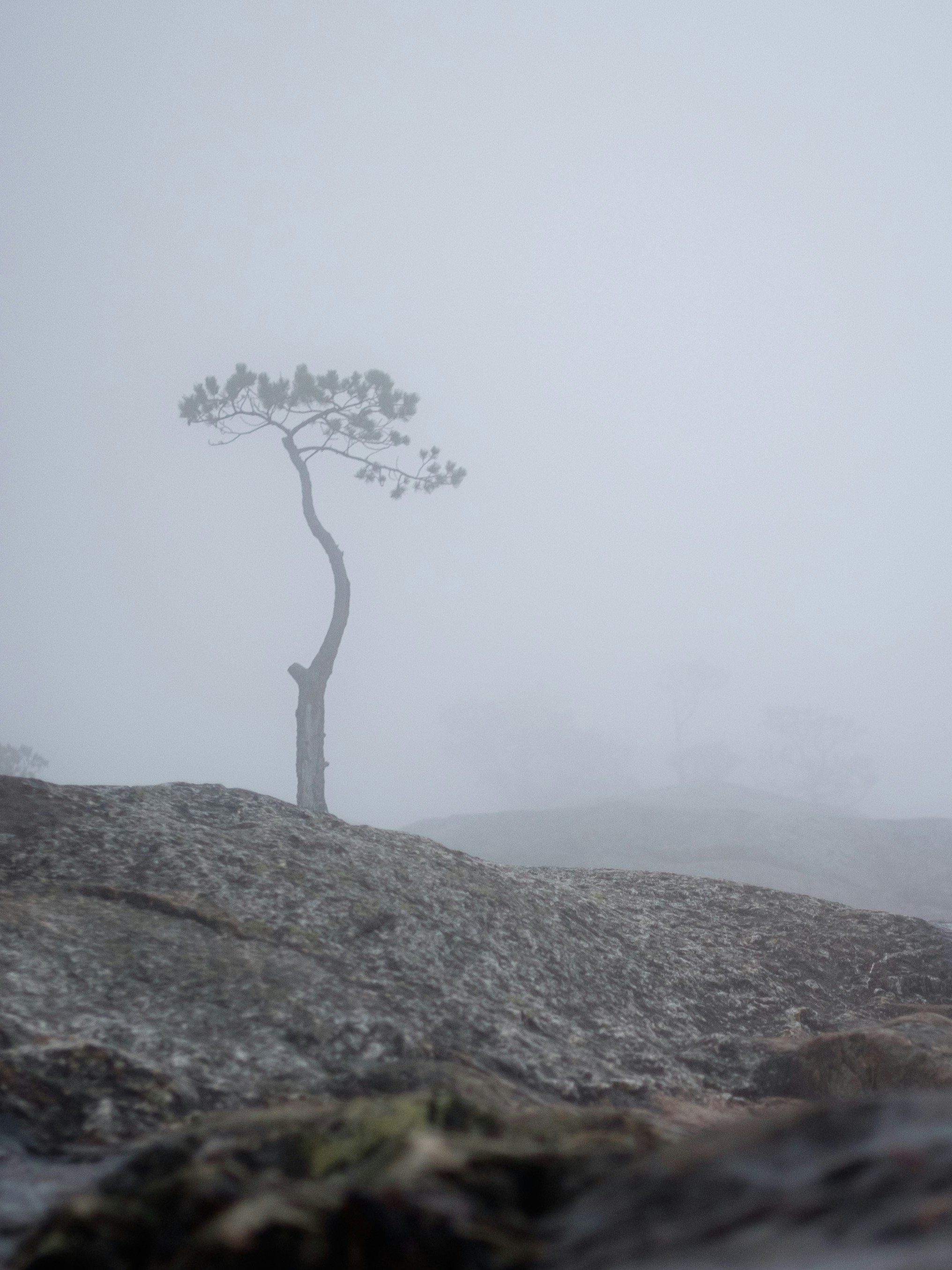 a lone tree on top of a rocky hill