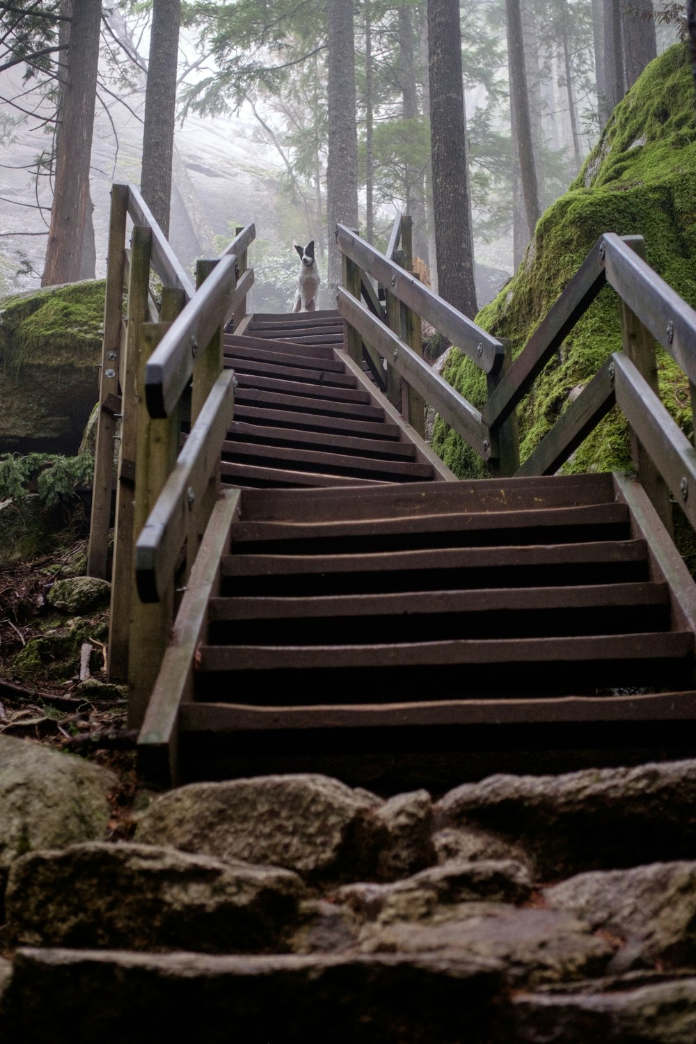 a set of stairs leading up to a forest