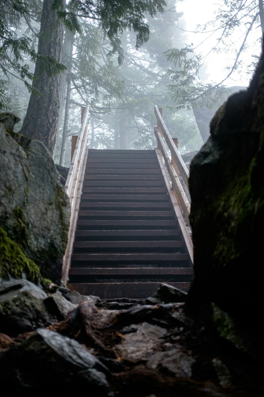 um conjunto de escadas que levam a uma floresta
