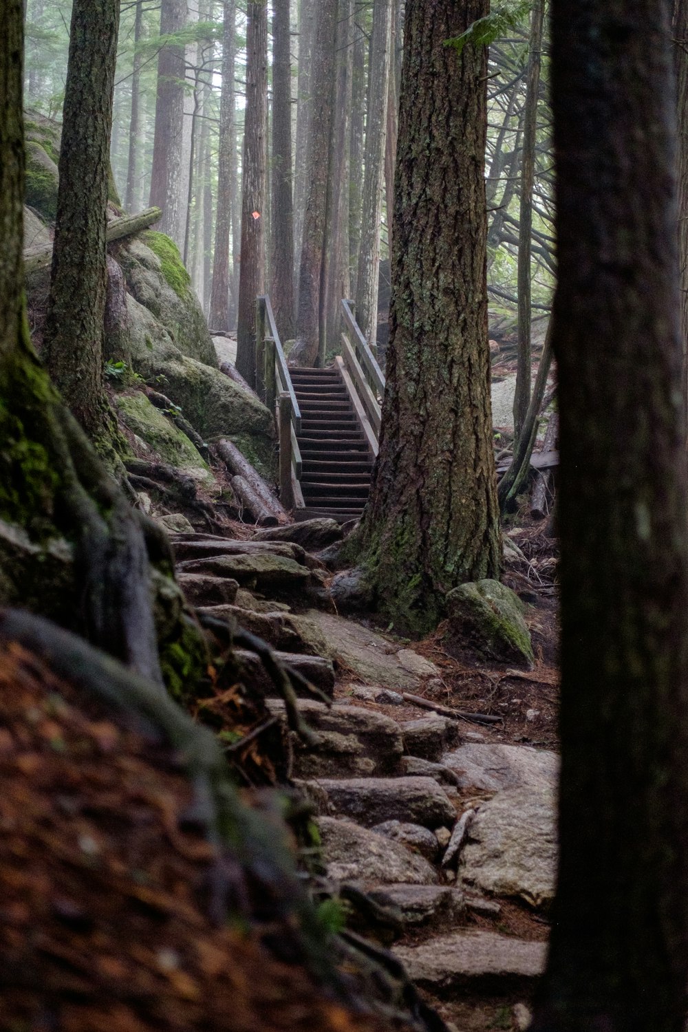 a set of stairs in the middle of a forest