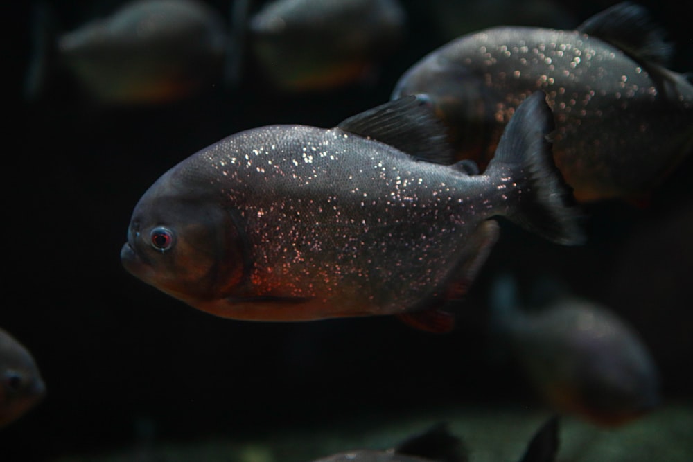 a group of fish swimming in an aquarium