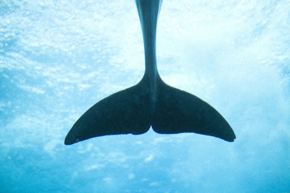 a large shark swimming under water in the ocean
