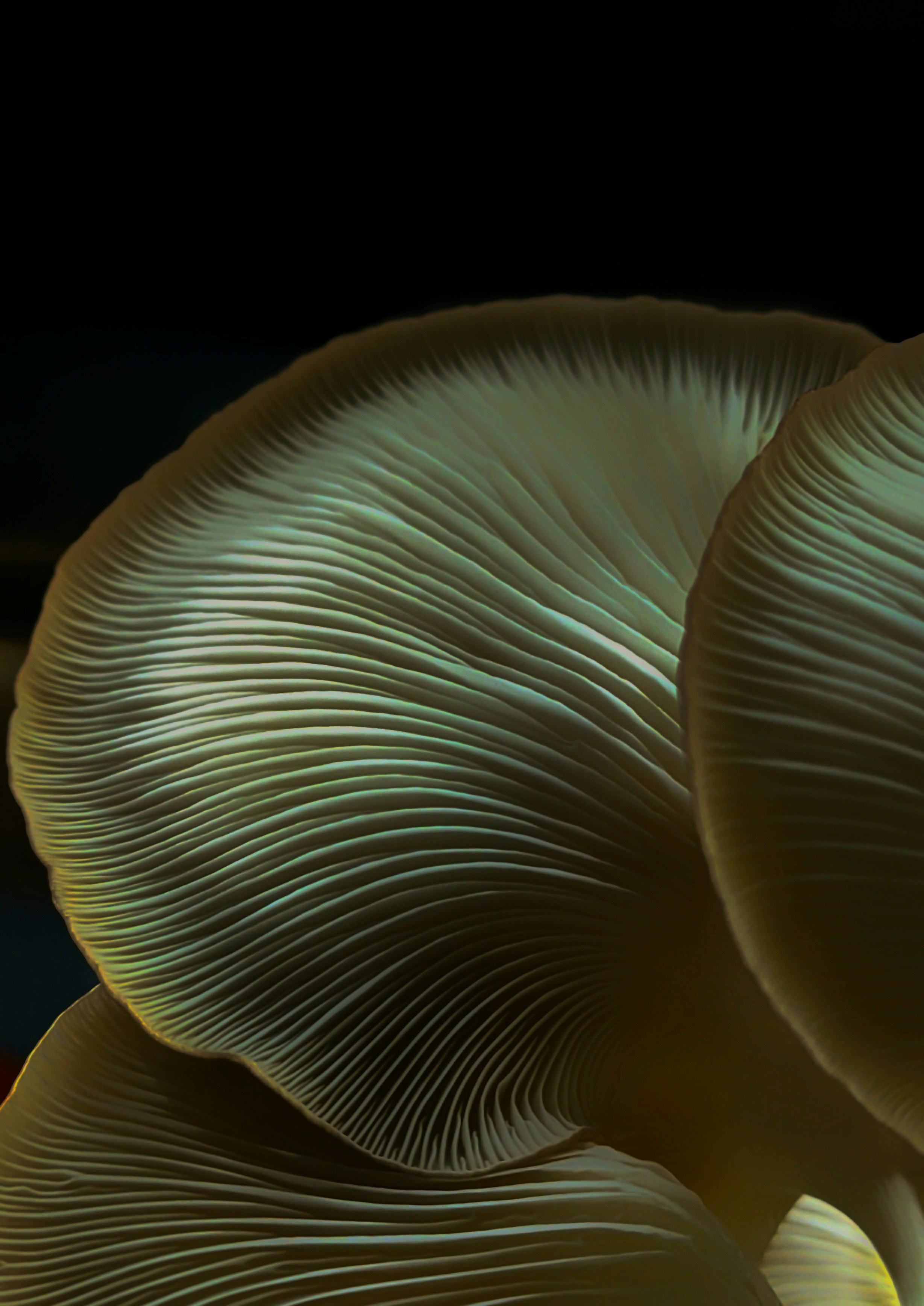 Photo by shook_harun