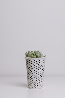 A small succulent plant is placed in a white pot with a black geometric pattern, set against a minimalist white background.