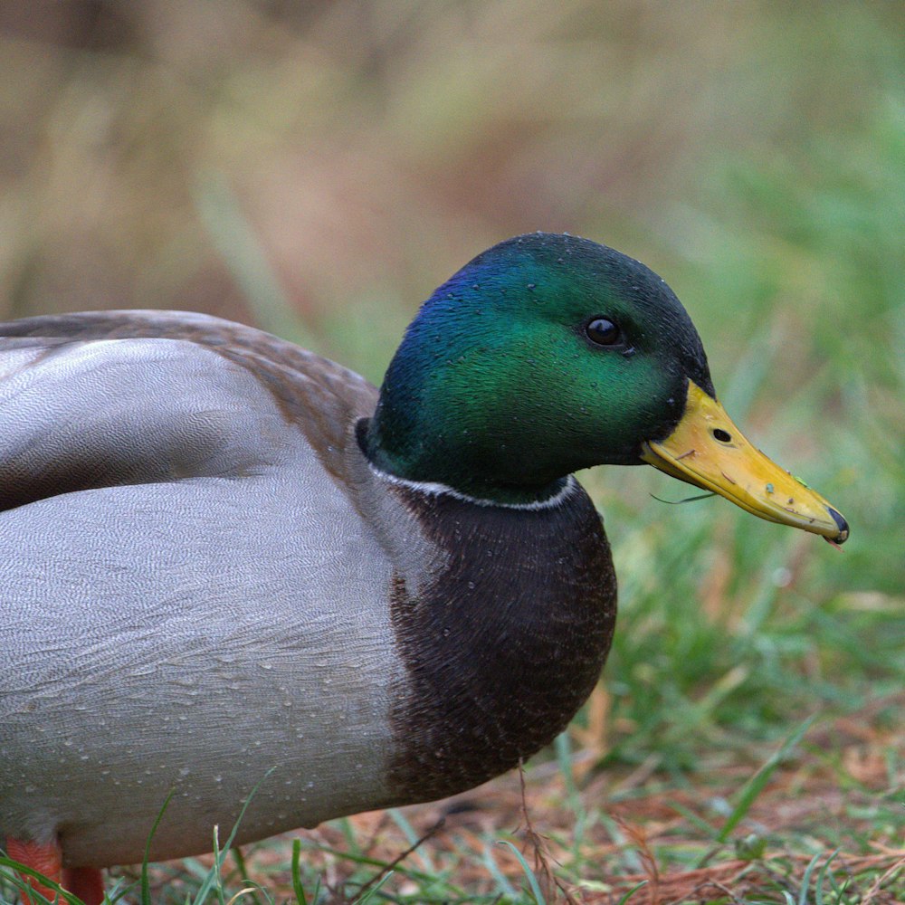 a close up of a duck in the grass