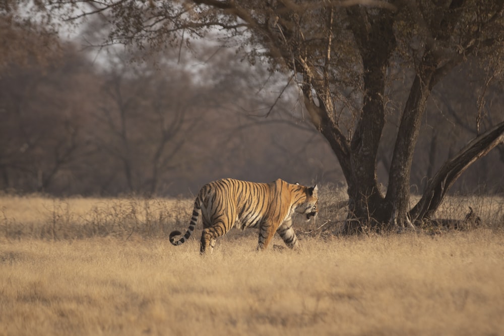 a tiger walking across a dry grass covered field