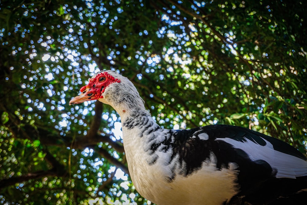 Un primo piano di un uccello con un albero sullo sfondo