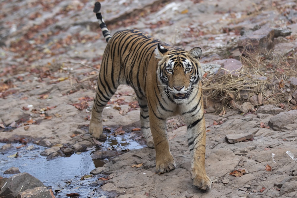 a tiger walking across a rocky field next to a puddle of water