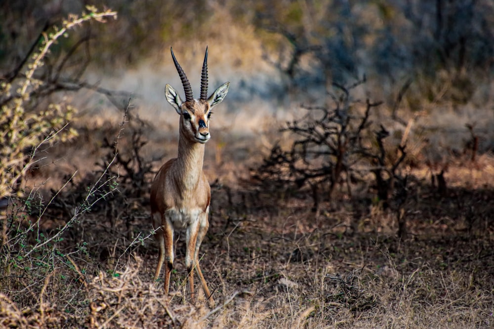 a gazelle standing in the middle of a field