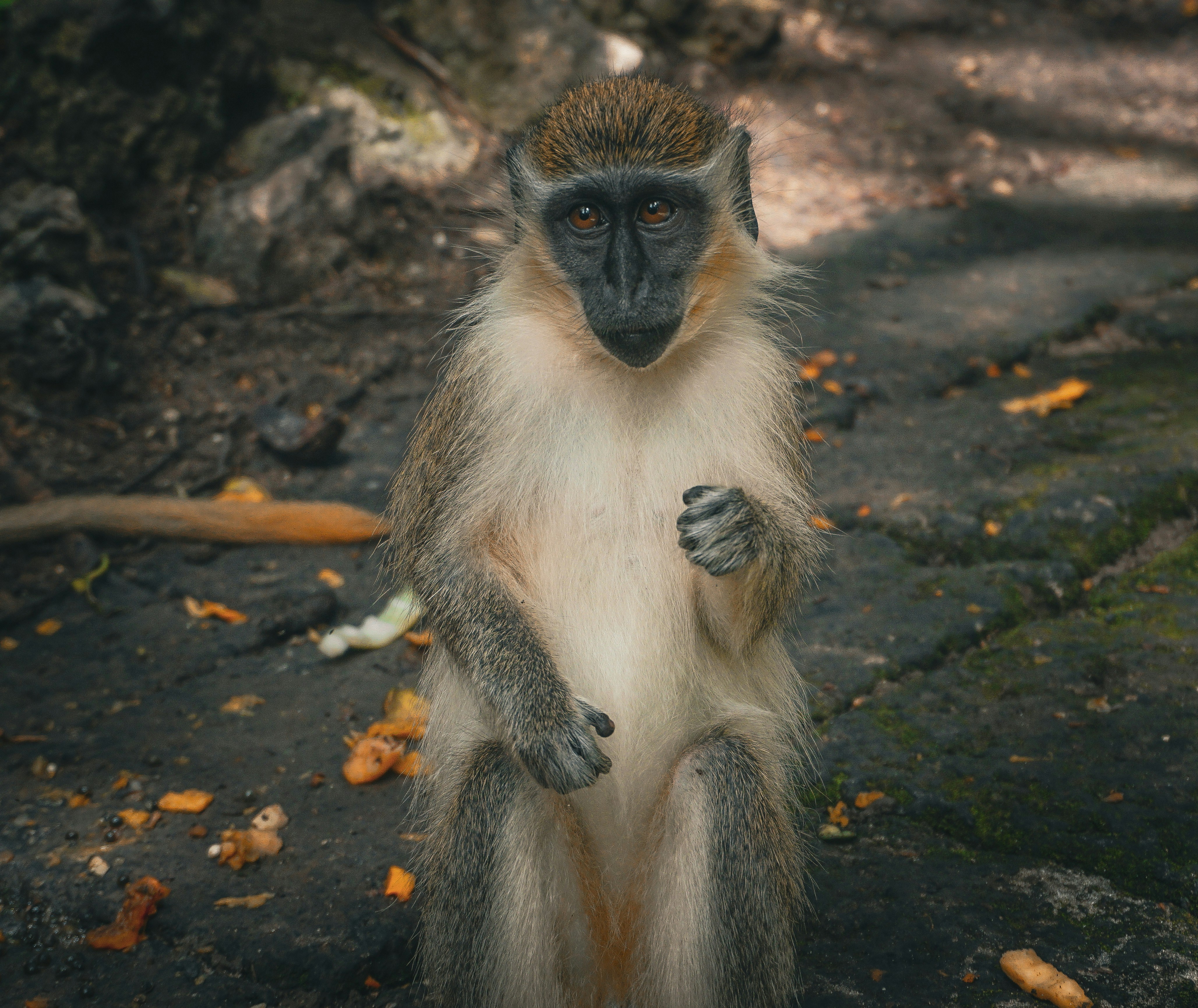 A monkey is standing on its hind legs