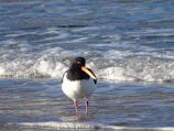 a black and white bird standing in the surf