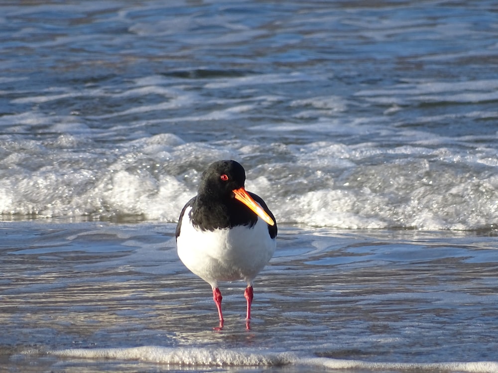 a black and white bird standing in the surf