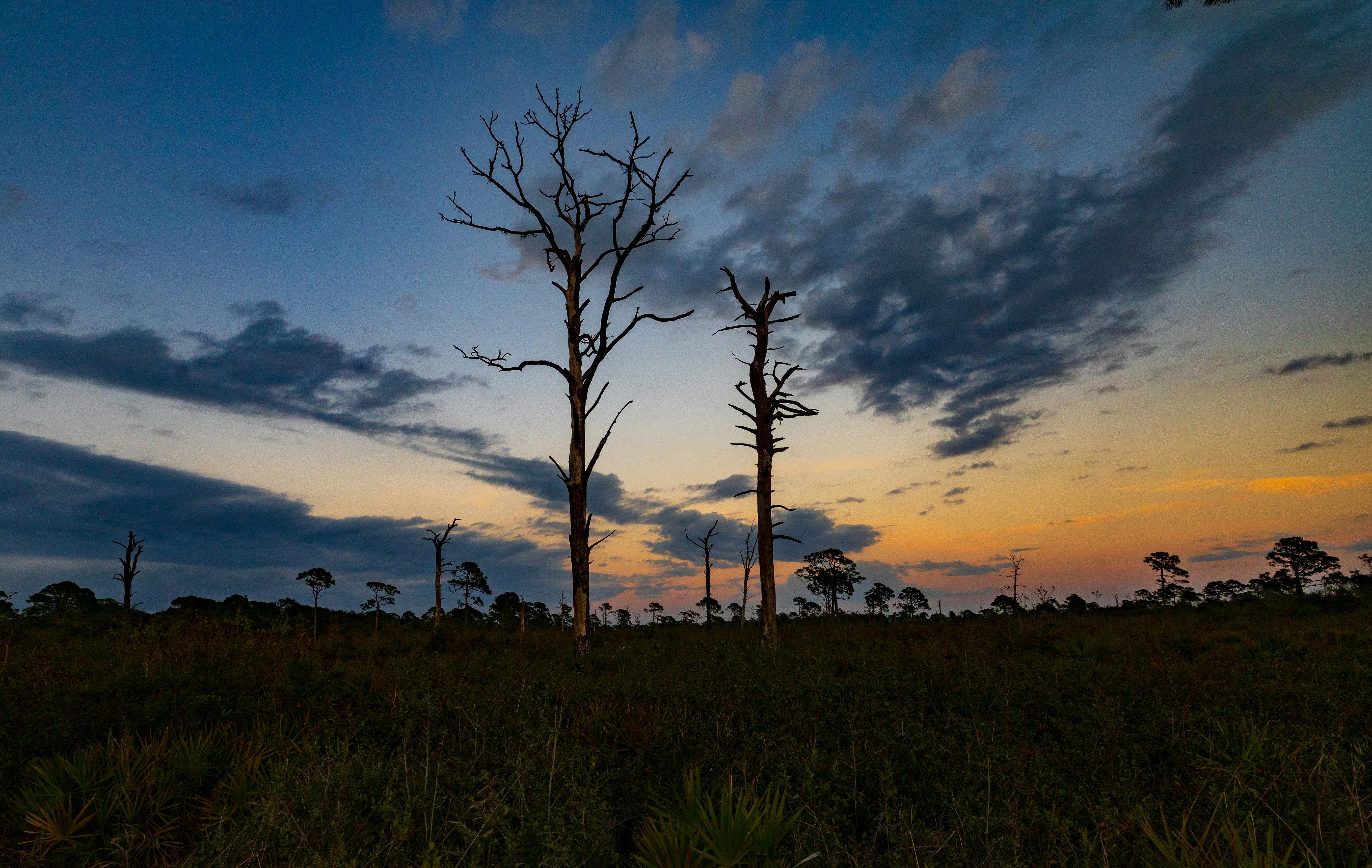 a couple of trees that are standing in the grass, Sunset in Osprey Florida.