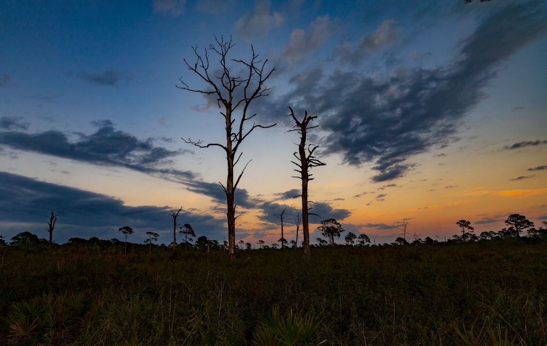a couple of trees that are standing in the grass, Sunset in Osprey Florida.