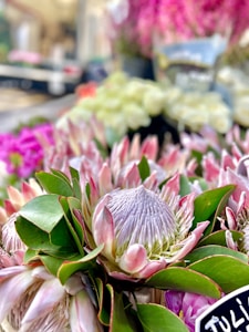 Coastal Blooms