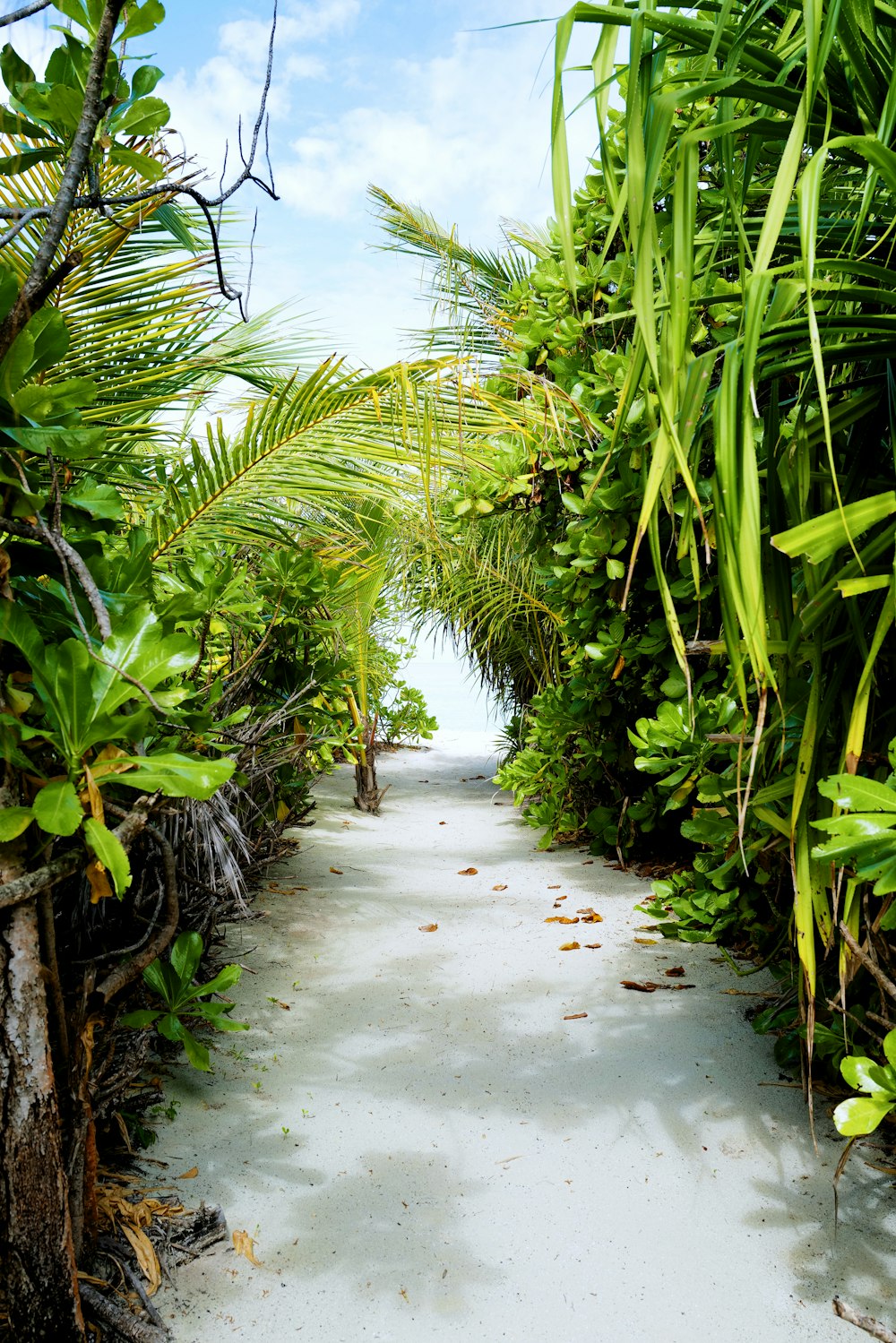 a pathway lined with palm trees leading to the ocean