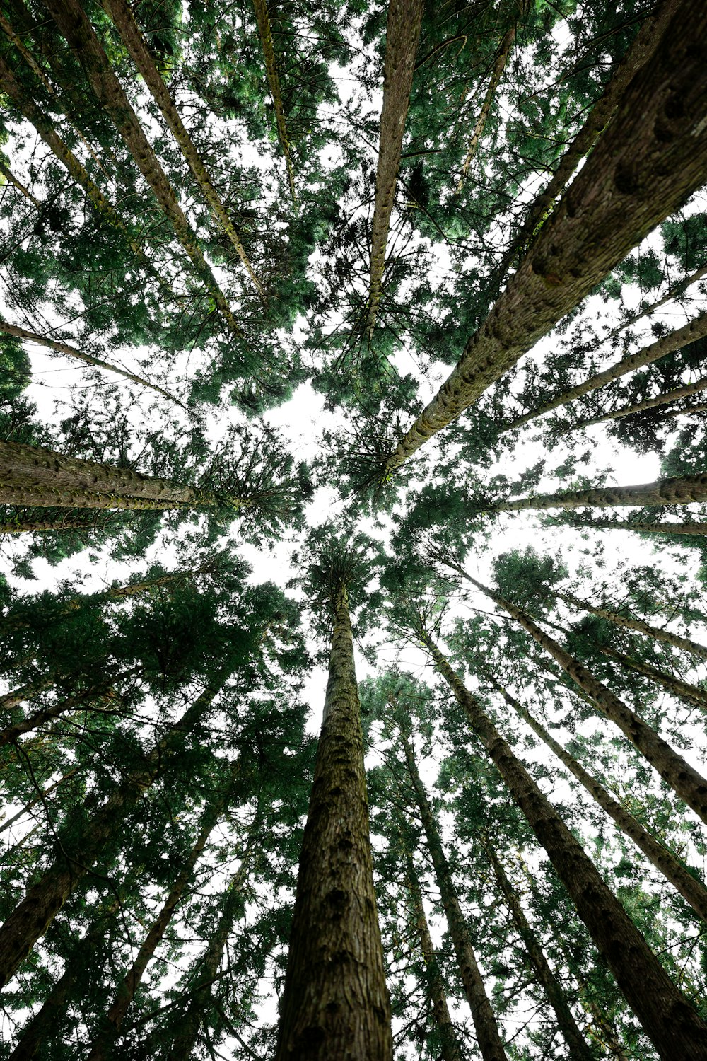 Mirando hacia arriba a los árboles altos en un bosque