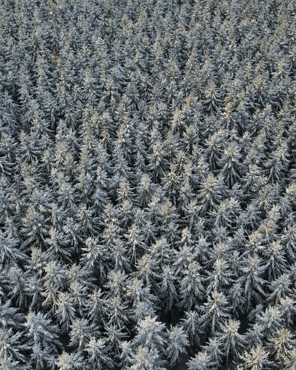 eine große Gruppe von Kiefern, die mit Frost bedeckt sind