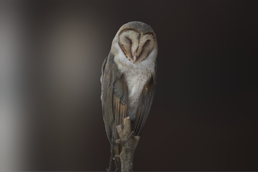 an owl sitting on a branch with its eyes closed