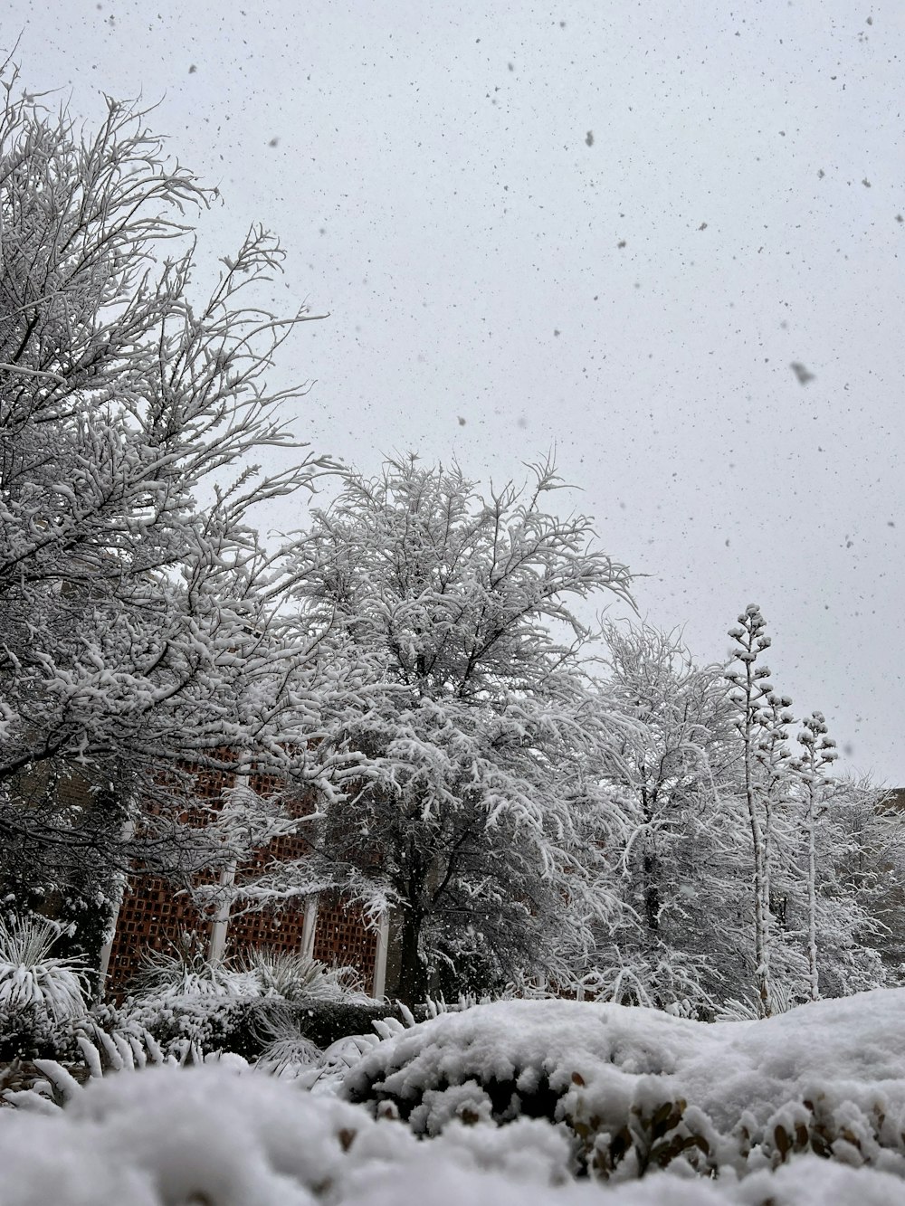 un patio cubierto de nieve con árboles y arbustos