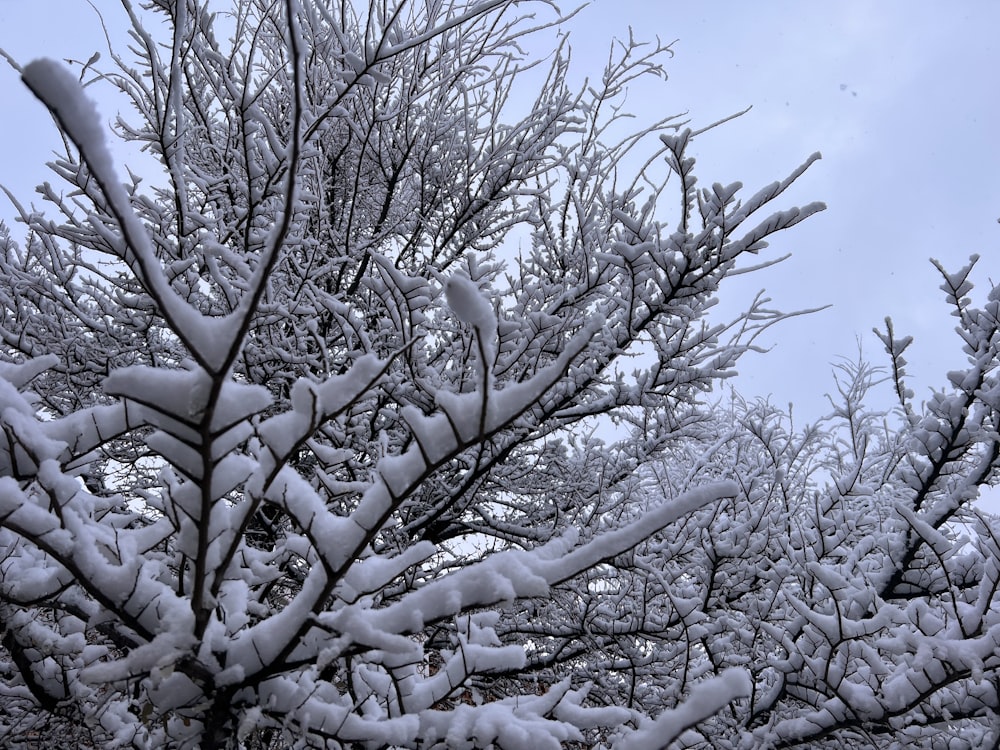a tree covered in snow with lots of branches