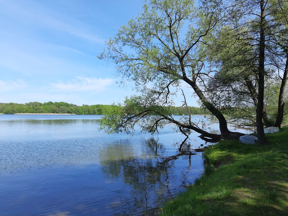 a large body of water surrounded by trees