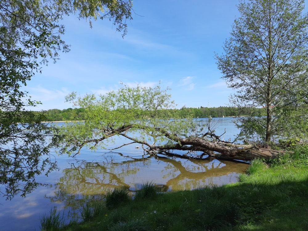 a fallen tree laying on top of a body of water