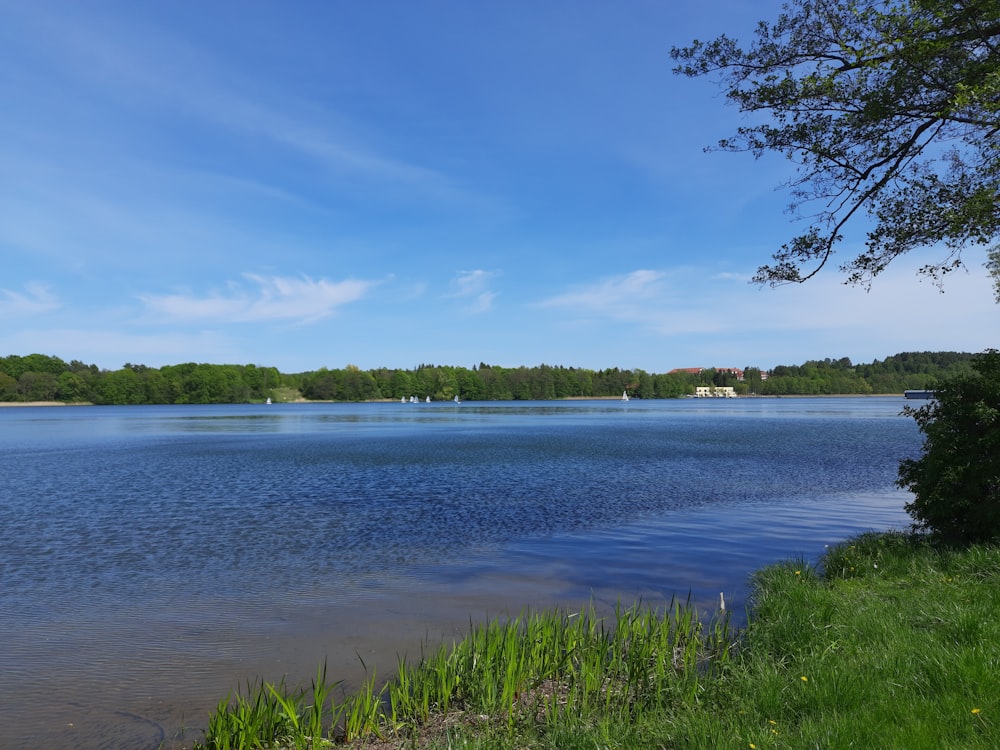 a body of water surrounded by trees and grass