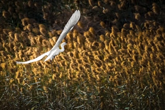 A white bird with large wings is flying gracefully over a field of tall, golden reeds. The sunlight illuminates the feathers of the bird and the surrounding plants, creating a serene and peaceful atmosphere.