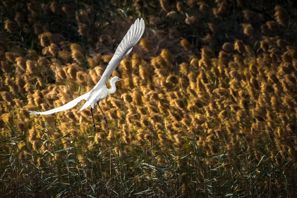 a white bird flying over a field of tall grass