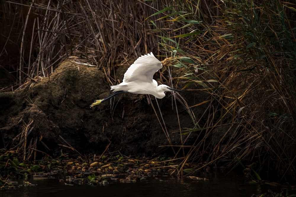 a white bird flying over a body of water