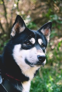 A professional pet photography session in a natural setting.