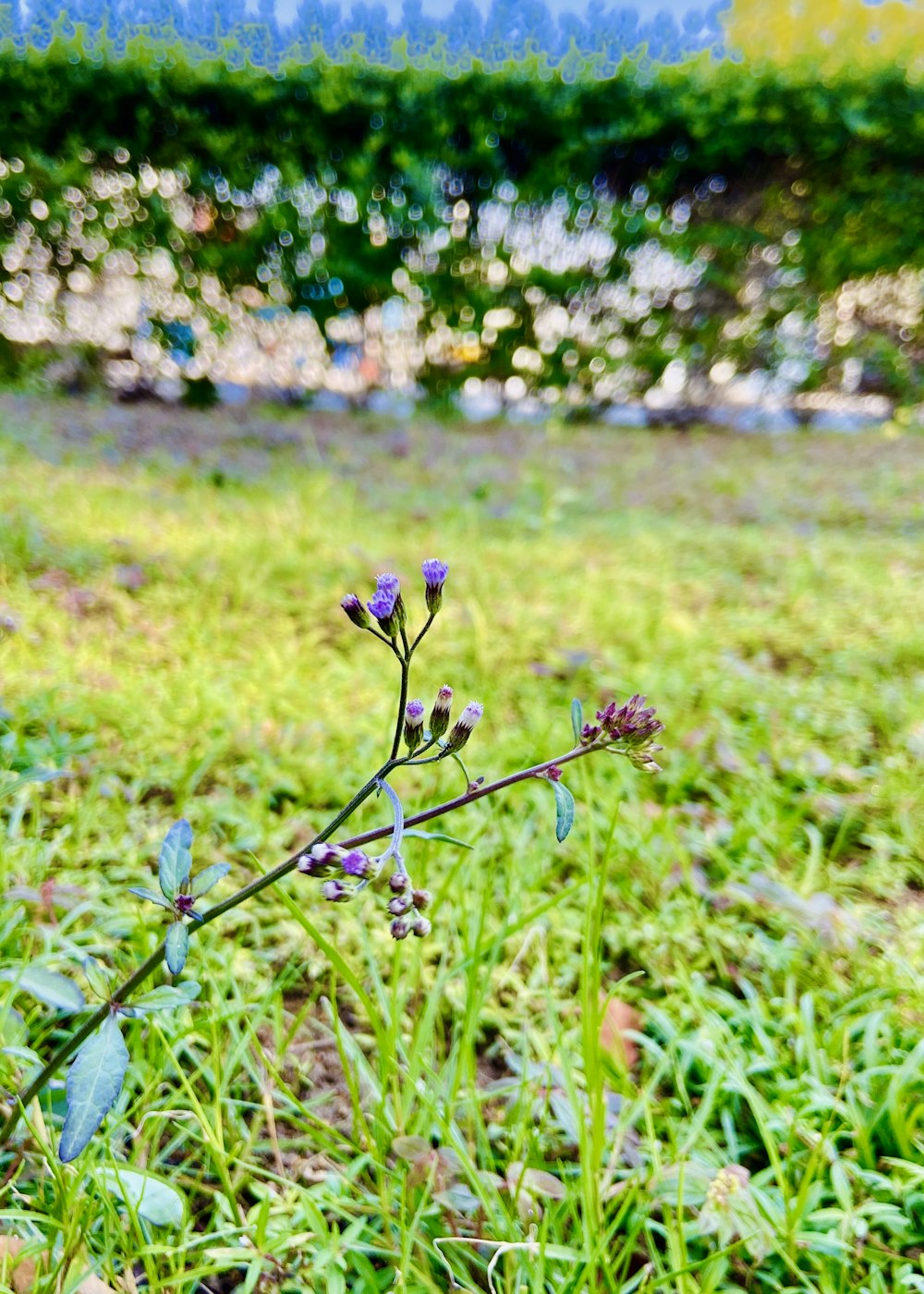 a small purple flower sitting on top of a lush green field