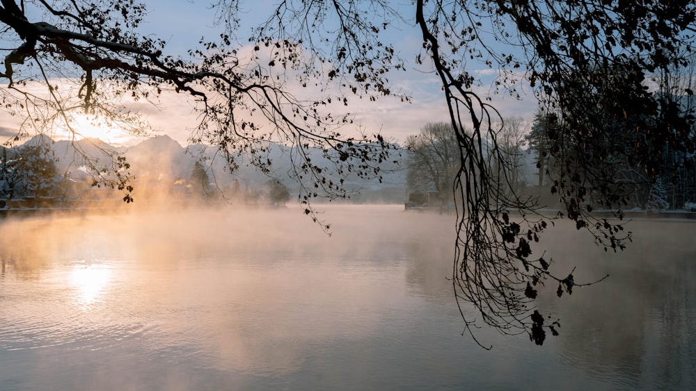 a body of water surrounded by a forest