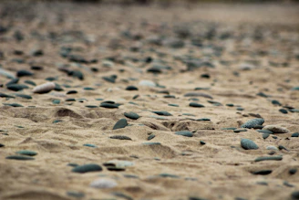 a bunch of rocks that are in the sand