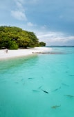 A serene beach with white sand stretches along the shoreline beside clear turquoise water. Small sharks and fish can be seen swimming calmly in the shallow water. Lush green trees border the beach, and a partly cloudy sky fills the background.