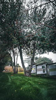 a large tree sitting in the middle of a lush green park