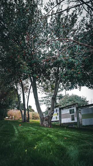 a large tree sitting in the middle of a lush green park