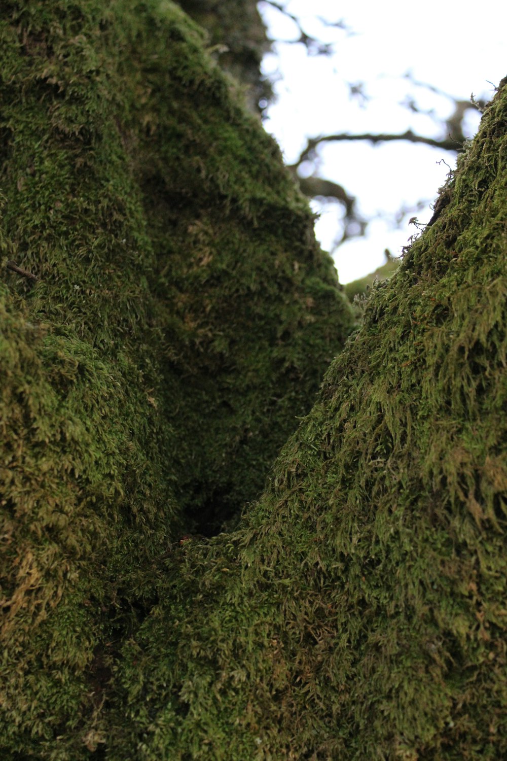 a bird is perched on a mossy tree