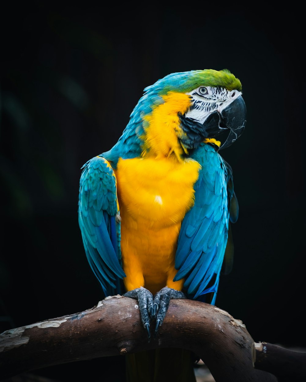 a blue and yellow parrot sitting on a branch