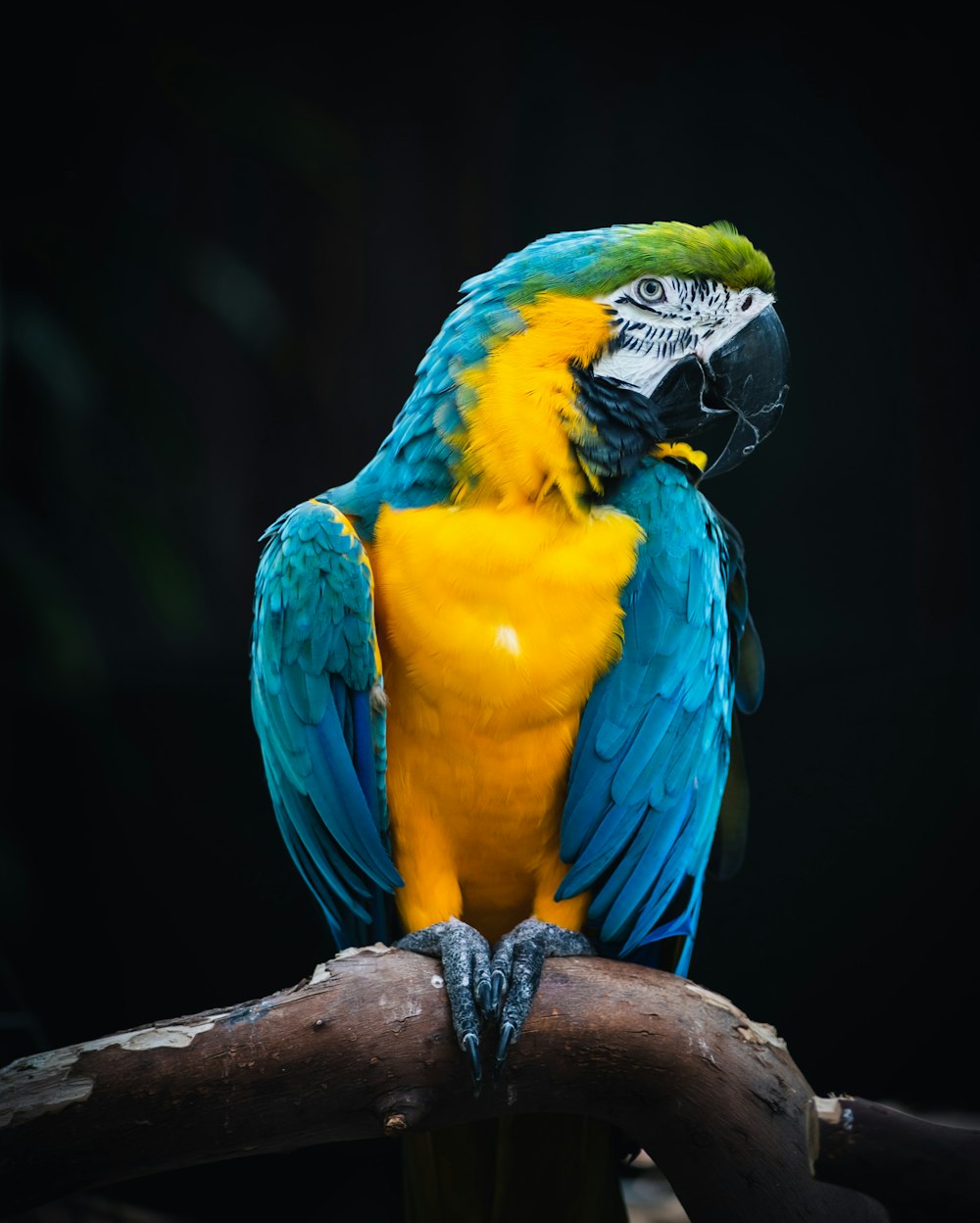 un pappagallo blu e giallo seduto su un ramo