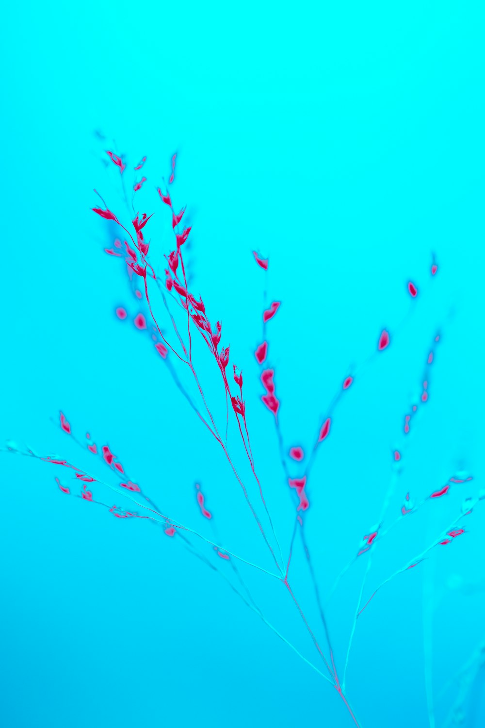 a plant with red flowers in a blue vase