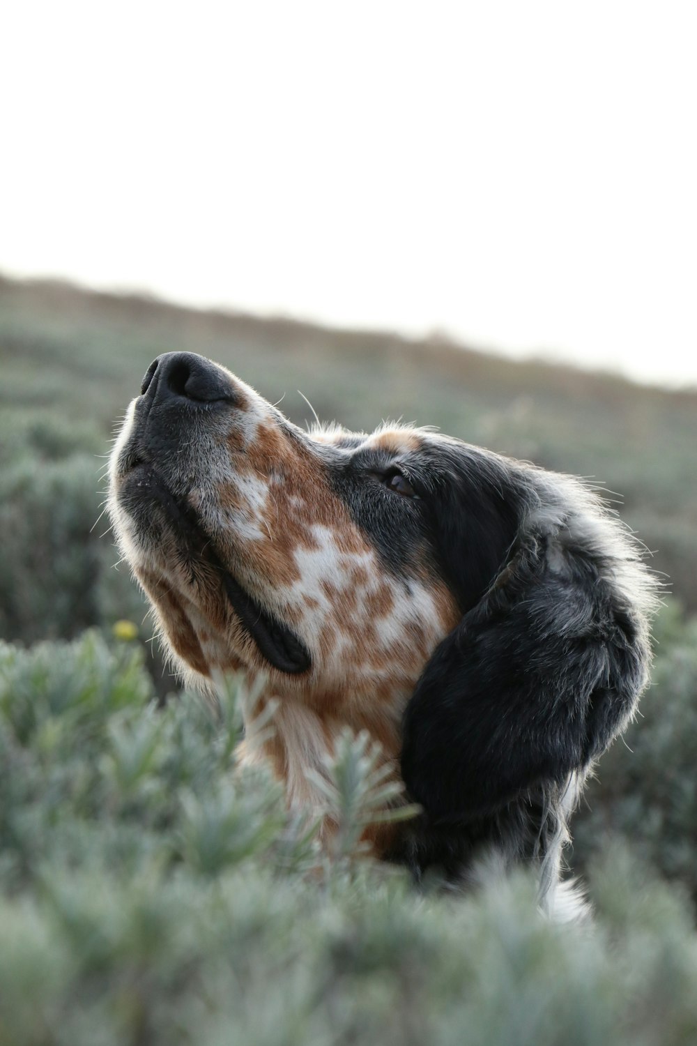 a dog that is looking up into the sky