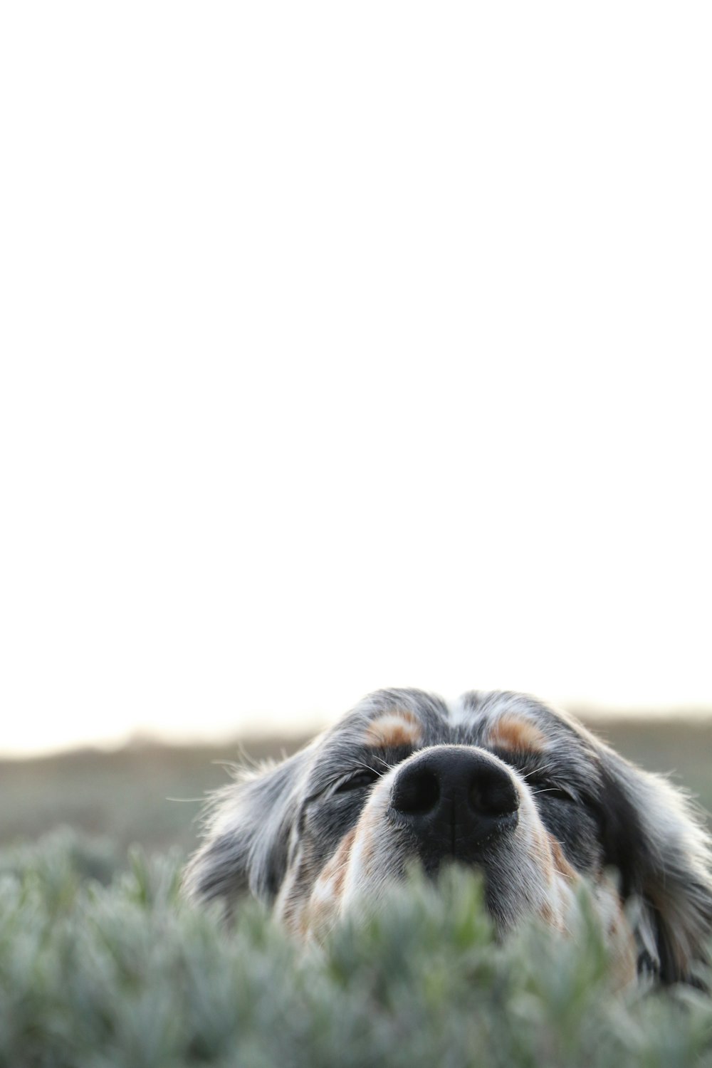 a close up of a dog laying in a field