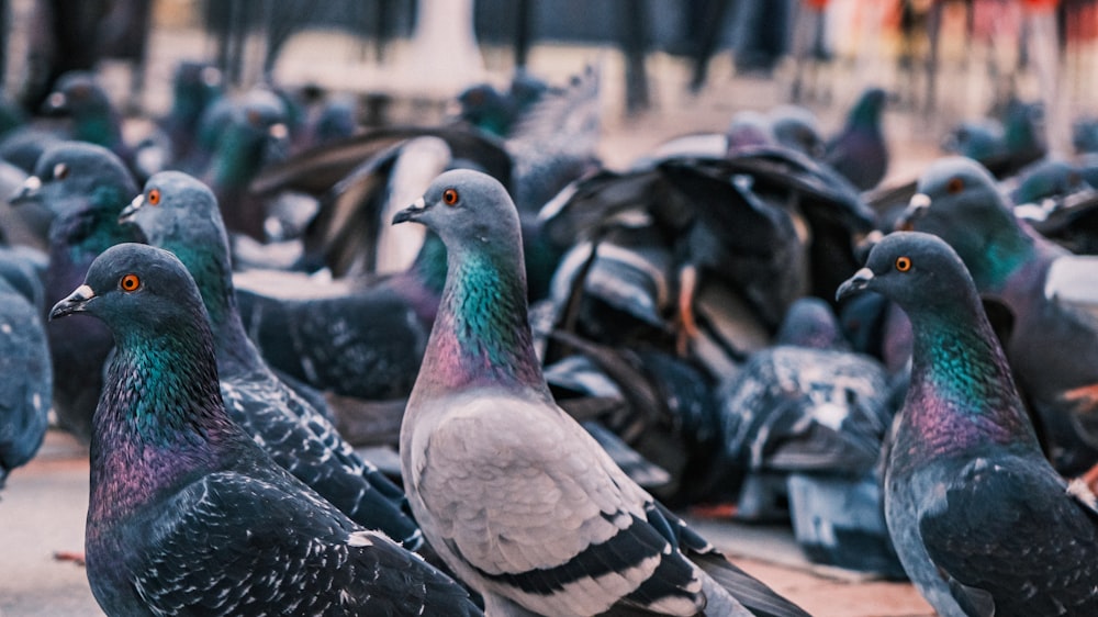 a flock of pigeons sitting on the ground