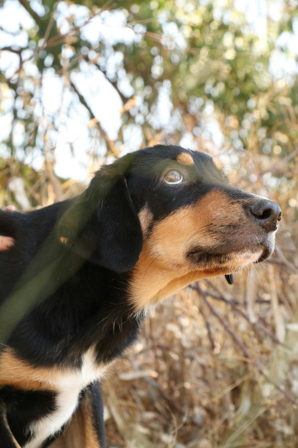 a black and brown dog standing in a field