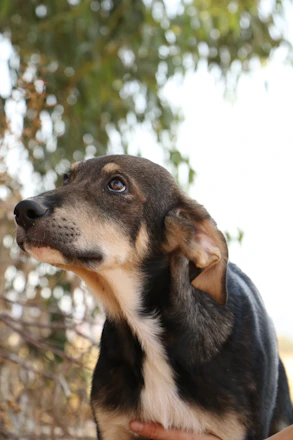 A serene outdoor scene with a dog gazing thoughtfully into soft natural light.
