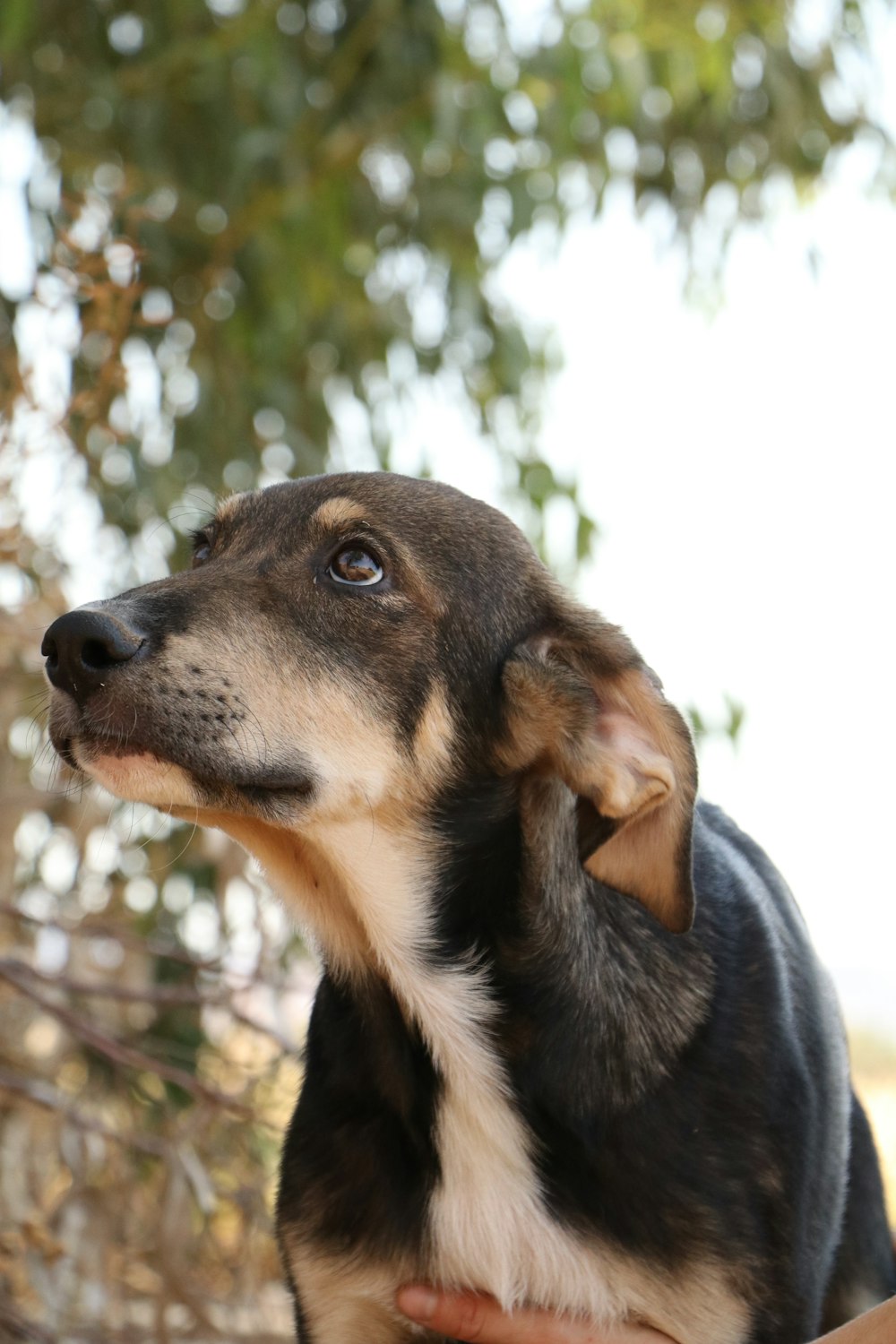 a black and brown dog sitting on top of a wooden bench