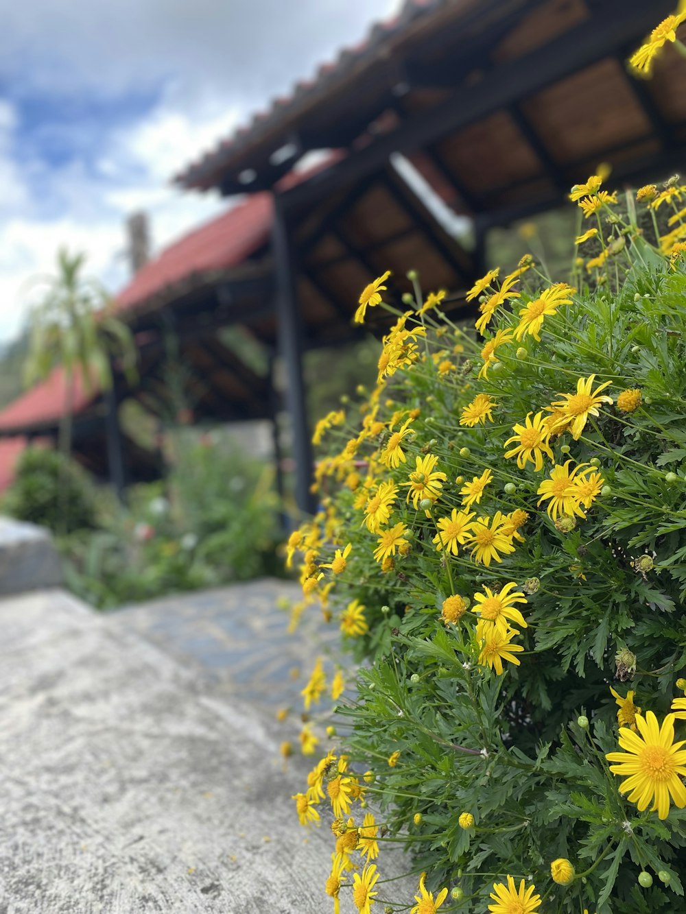 a bunch of flowers that are by some rocks