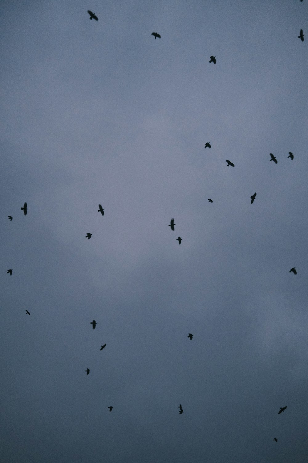 um bando de pássaros voando através de um céu nublado